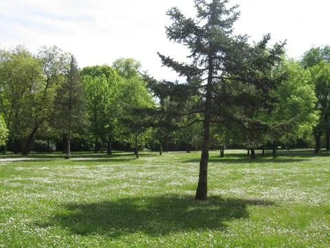 Tree in Spring Stock Photos
