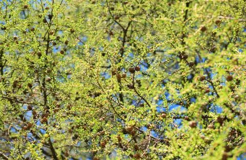 Tree at spring Stock Photos