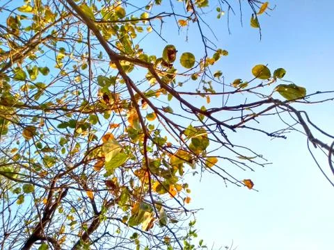 Tree in spring Stock Photos