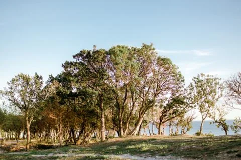Tree in spring Stock Photos
