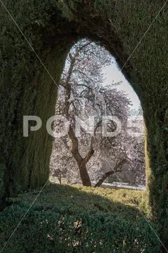 Tree in spring Stock Photos