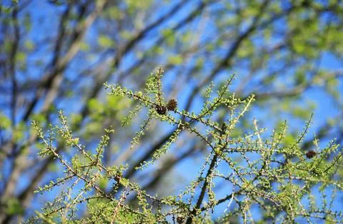 Tree at spring Stock Photos