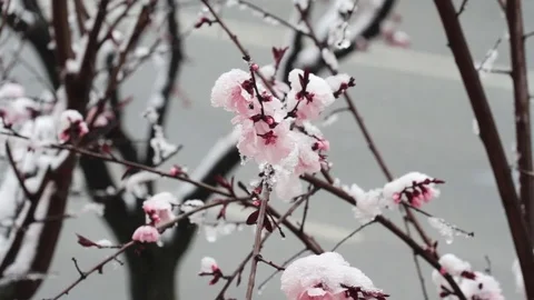 Tree spring pink flowers covered in snow Stock Footage 75035060