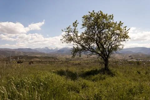Tree in spring in Ponferrada, el Bierzo. Stock Photos