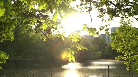 Tree in Spring Sunset sunlight with leaves shining and a lake in the background Vídeo Stock 195531740