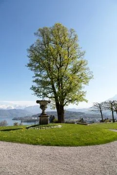 Tree in spring time Stock-Fotos