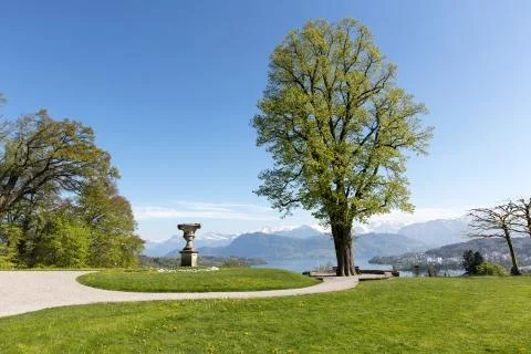 Tree in spring time Stock Photos