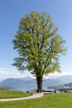Tree in spring time Stock Photos