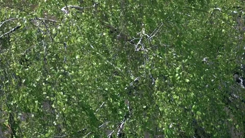 Tree in spring under strong wind Stock Footage 311164554