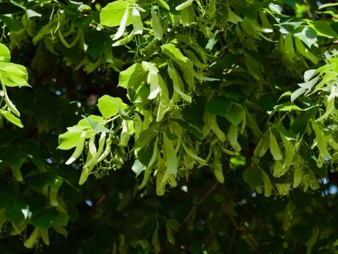 Tree in spring, Vorontsovskiy Park Stock Photos
