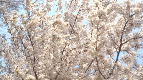 Tree in spring with white flowers blooming Stock Footage 230492730
