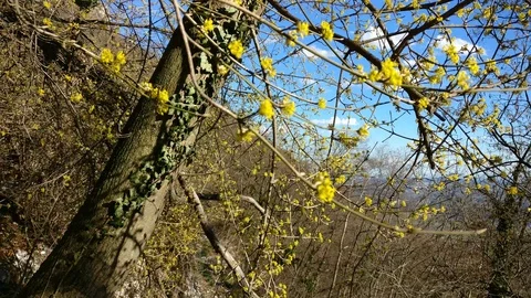 Tree in spring without leaves with yellow flowers in the mountains Stock Footage 91590331