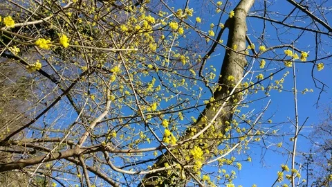 Tree in spring without leaves with yellow flowers in the mountains Stock Footage 91590663