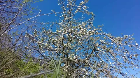 Tree in spring1 Video stock 312920236