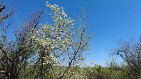 Tree in spring2 Video stock 312920272