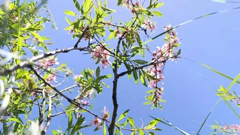 Tree in spring3 Video stock 312920273