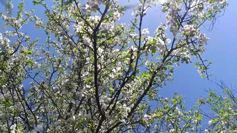Tree in spring4 Video stock 312917247