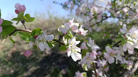 Tree in spring5 Video stock 312917268