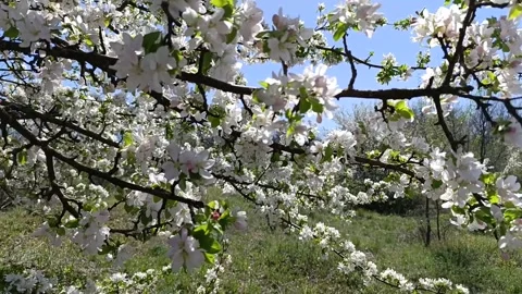 Tree in spring6 Video stock 312917278