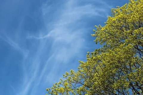 Tree in springtime, against blue sky Stock Photos