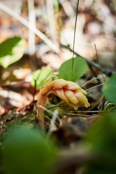 A tree sprout breaking through the leaves Stock Photos