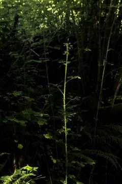 Tree sprout in the forest Stock Photos
