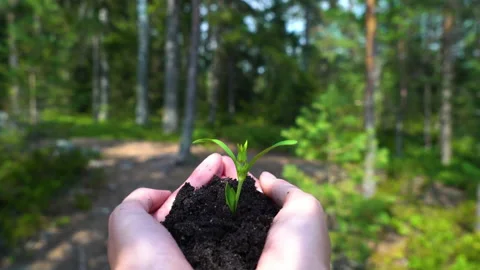 Tree sprout growing from human hands on the forest background Stock Footage 161087857