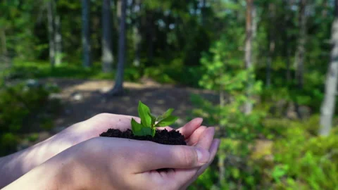 Tree sprout growing from human hands on the forest background Stock Footage 161088403