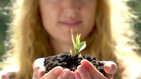 Tree sprout growing from human hands on the forest background Stock Footage 161089557