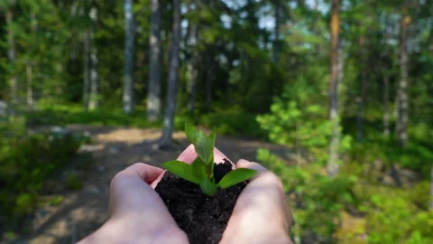 Tree sprout growing from human hands on the forest background Stock Footage 162122409