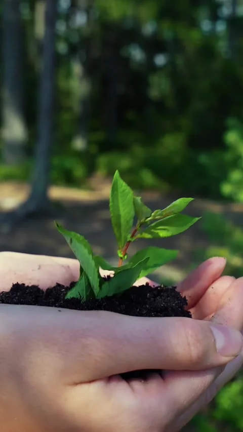 Tree sprout growing from human hands on the forest background Stock Footage 275810185