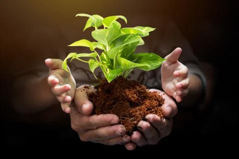 Tree sprout on hand Stock Photos