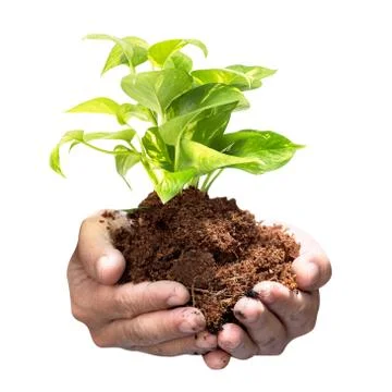 Tree sprout on hand Stock Photos