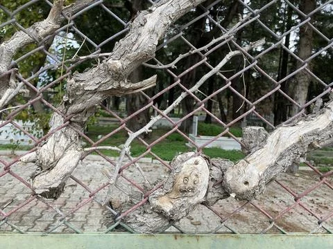 A tree sprouted through the chain-link fence of the old Turkish cemetery Stock Photos