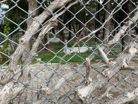 A tree sprouted through the chain-link fence of the old Turkish cemetery Stock Photos