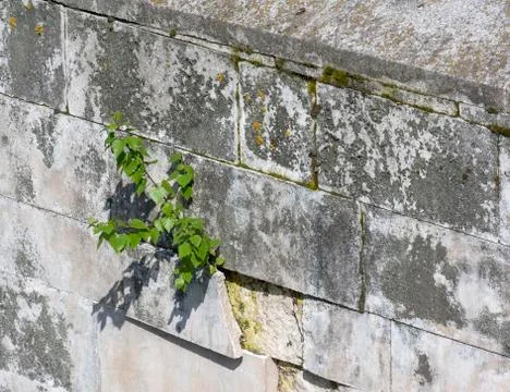 Tree sprouted in the wall Stock Photos