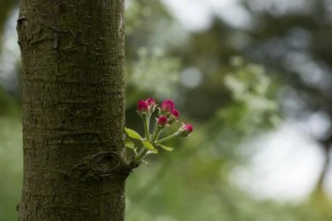 Tree Sprouting Flowers Foto stock