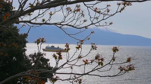 Tree sprouting new leaves with the sea as background, Vlore, Albania. Stock-Footage 120767231