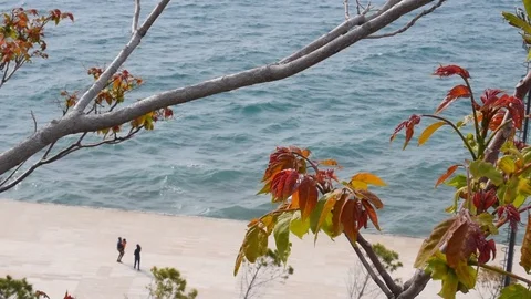 Tree sprouting new leaves with the sea as background, Vlore, Albania. Video stock 120767244