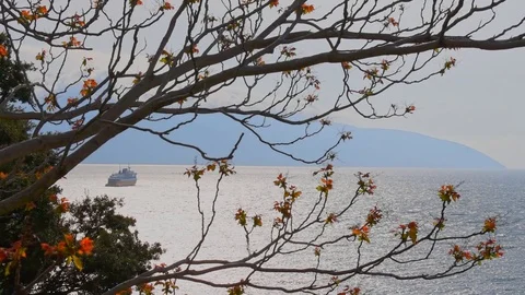 Tree sprouting new leaves with the sea as background, Vlore, Albania. Video stock 120767368