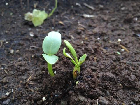 Tree sprouting Stock Photos