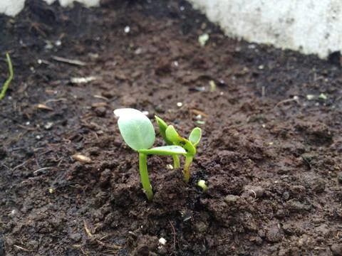 Tree sprouting Stock Photos