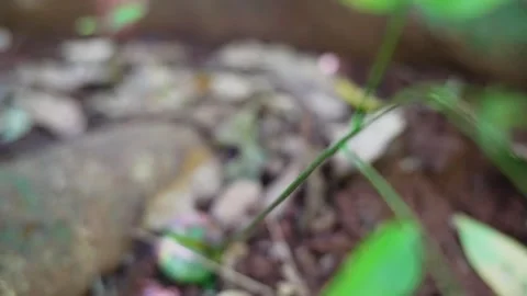 A tree sprouting from a seed in the rainforest Stock Footage 307877580