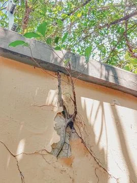 Tree sprouting through crack in wall. Фото