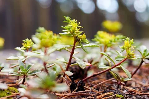 Tree sprouts growing on fallen pine needles Stock Photos