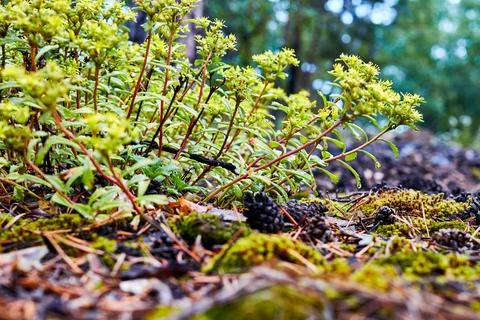 Tree sprouts growing on fallen pine needles and cones Stock Photos