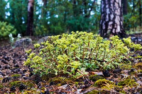 Tree sprouts growing in forest on moss and fallen pine needles Stock Photos