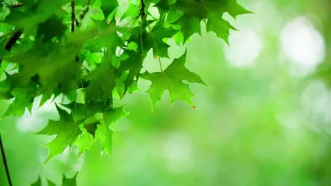 The tree sprouts-Summer time Stock Footage 234115483