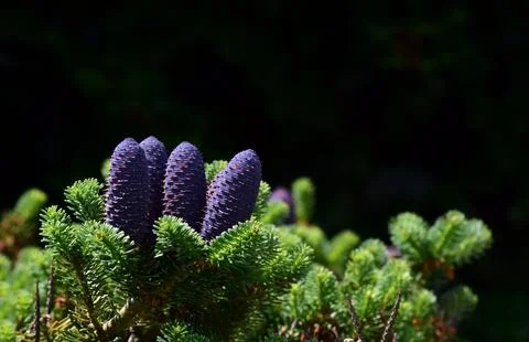 Tree, Spruce, Bowling image Stock Photos