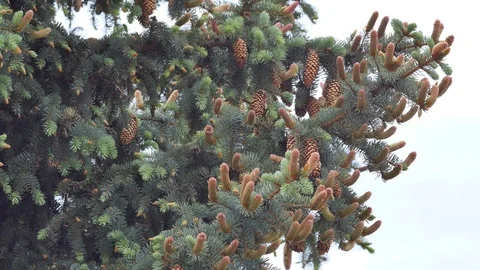 Tree spruce branch of a green tree with young shoots of cones Stock Footage 108078646